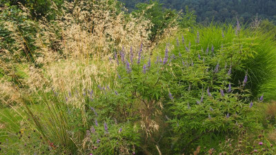 Stipa gigantea Vitex agnus-castus P8060627.JPG