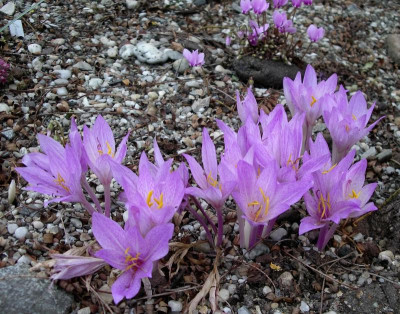 Colchicum davisii 06.10.2016.JPG