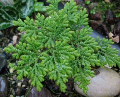 Selaginella biformis   I ... 26.9.14 007.jpg