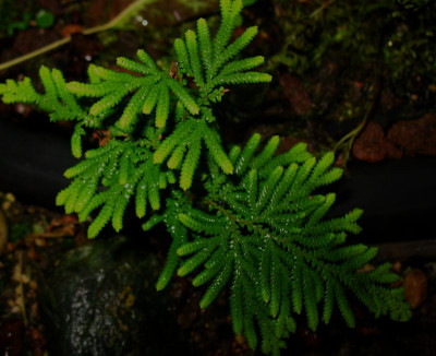 Selaginella biformis II ...  26.9.14 006.jpg