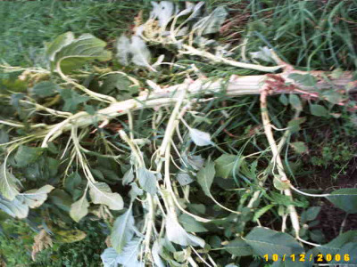 2006_1018Bild0014.JPG