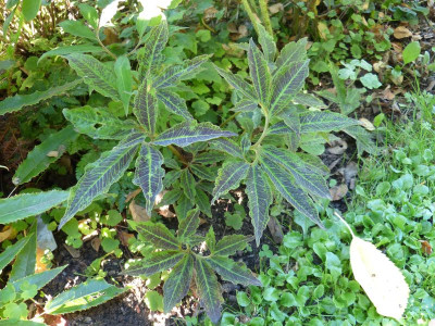 2016-09-06 Typhonium horsfieldii.jpg