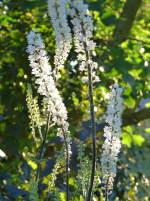 2016-09-06 Cimicifuga ramosa 2.jpg