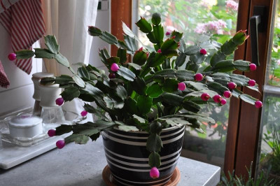 Schlumbergera 'Campinas Brazil'+'Samba Brazil' 1.jpg