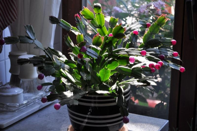 Schlumbergera 'Campinas Brazil'+'Samba Brazil' 2.jpg