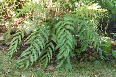 Woodwardia-unigemmata-Sep0716_034.jpg
