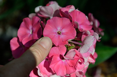 DSC_5638-Phlox - groß & spät_014.JPG