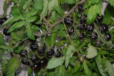 DSC_8018b.jpg