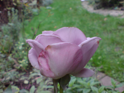 tarde_gris_im_oktober_1.JPG