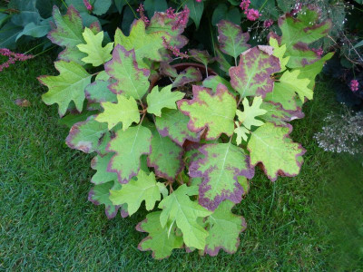 2016-09-07 Hydrangea quercifolia 'Little Honey'.jpg