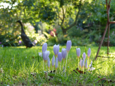 2016-09-07 Gartenimpressionen 1.jpg
