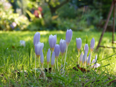2016-09-07 Crocus.jpg