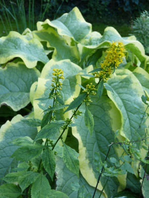 2016-09-07 Solidago latifolia 'Variegata'.jpg