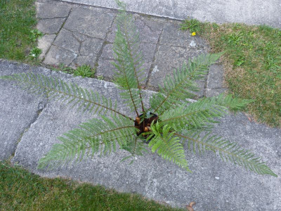 2016-09-07 Polystichum setiferum 'Bevis'.jpg