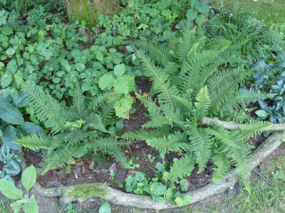 2016-09-07 Farne Polystichum.jpg