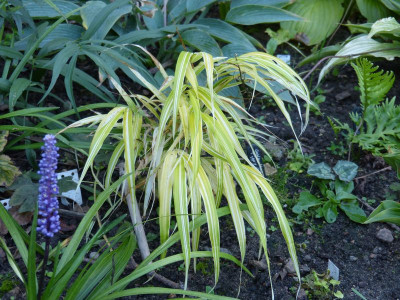 2016-09-07 Gräser Hakonechloa 'Stripe it Rich'.jpg