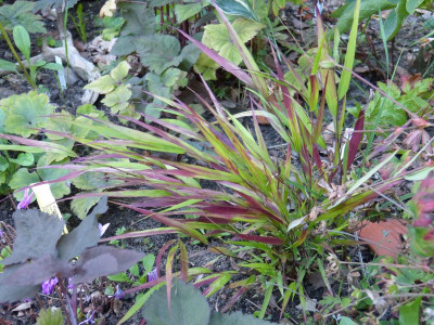 2016-09-07 Gräser Hakonechloa 'Beni Kaze'.jpg