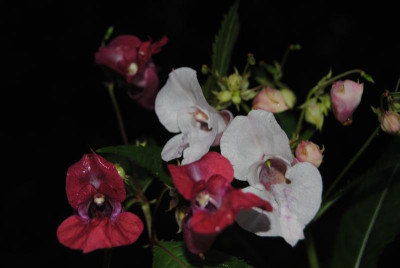 september 082.jpg