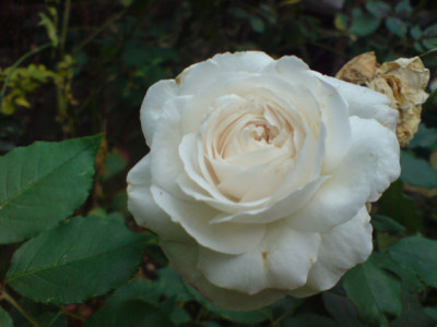 boule_de_neige_im_oktober.JPG