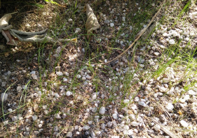 Nasella_Säml_280816.jpg