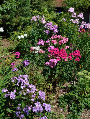 DSC_5141-Phlox im August_001.JPG