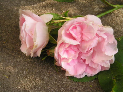 P1010007.JPG