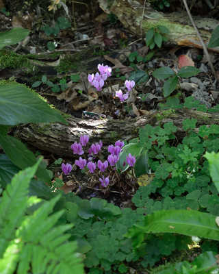 DSC_5663 - Cycl hederi_006.JPG