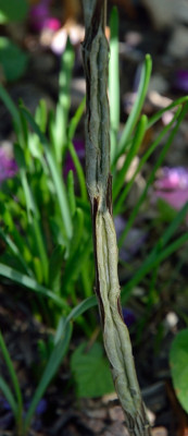 DSC_5659-PhloxKallus_005.JPG