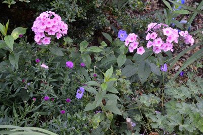 DSC_5669-Phlox & Aster_002.JPG