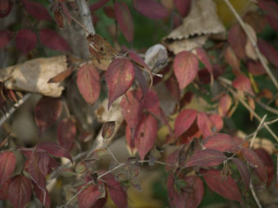 2006-10-20_kolkwitzia_amabilis.jpg