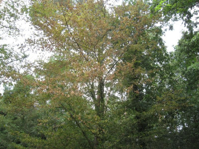 Hainbuche.jpg