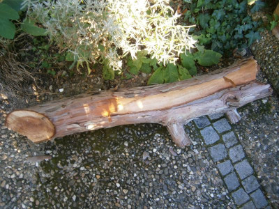 Holz Mammutbaum 002.JPG