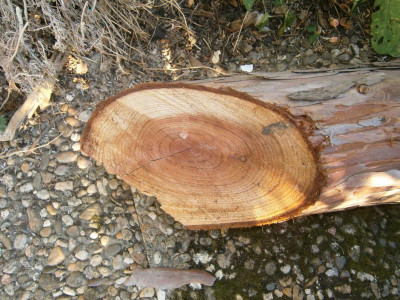 Holz Mammutbaum 001.JPG