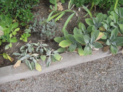 Stachys.jpg