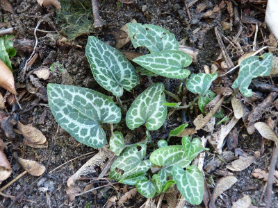 2016-09-07 Asarum epigynum 'Takasago Saishin'.jpg