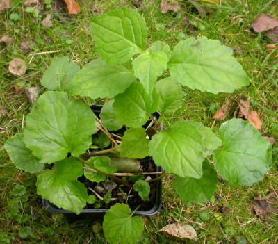 Symphyandra_ossetica.jpg