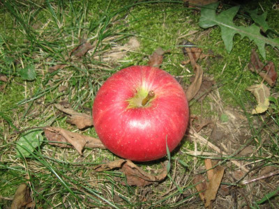 Apfel2-2.JPG