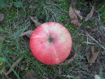 Apfel2-3.JPG