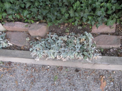 StachysSchatten1.jpg