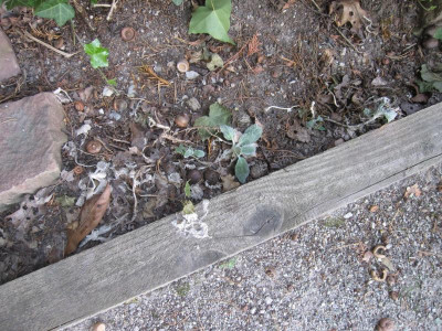 StachysSchatten3.jpg