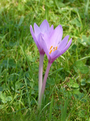 2016-09-09 Colchicum 1.jpg