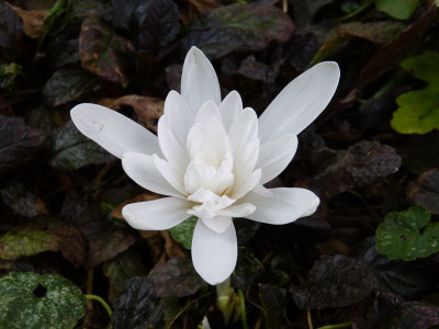 2016-09-09 Colchicum autumnale 'Alboplenum'.jpg