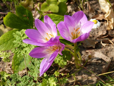 2016-09-09 Colchicum 'Jenny Robinson'.jpg