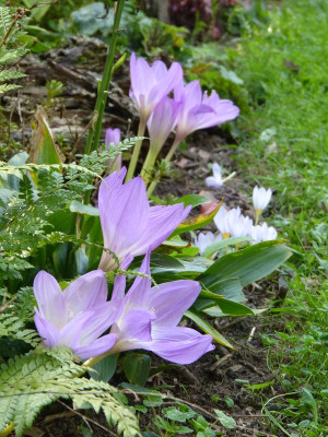 2016-09-09 Gartenimpressionen 3.jpg