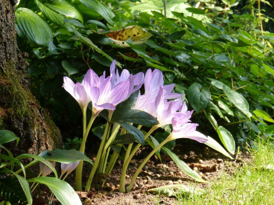 2016-09-09 Gartenimpressionen 4.jpg