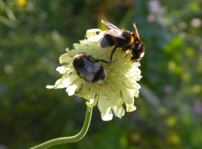 Cephalaria_ist_sehr_begehrt.jpg