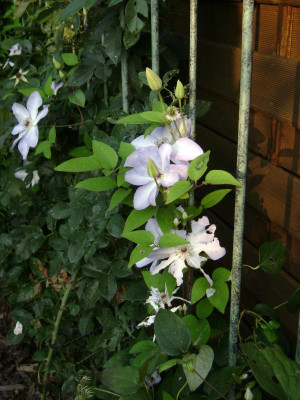 DSC09970.JPG