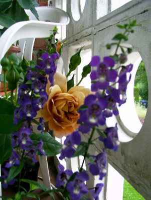 30_06_2004_Angelonia_und_Cafe.jpg