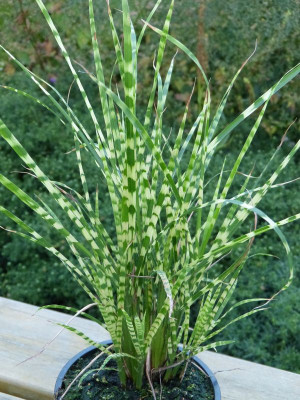 2016-09-09 Miscanthus.jpg