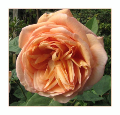 ROSE_FR_2010_RI.jpg